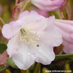Rhododendron 'Mission Bells'