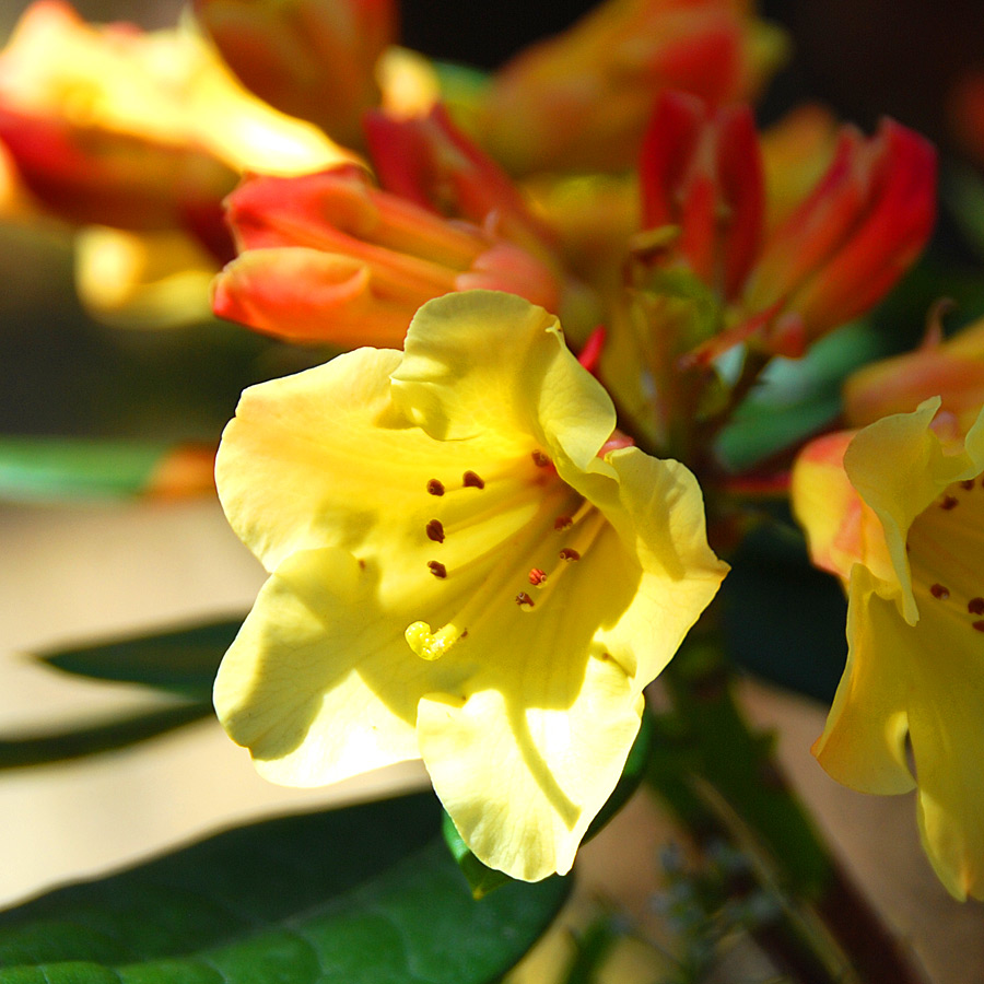 Rhododendron 'Nancy Evans'