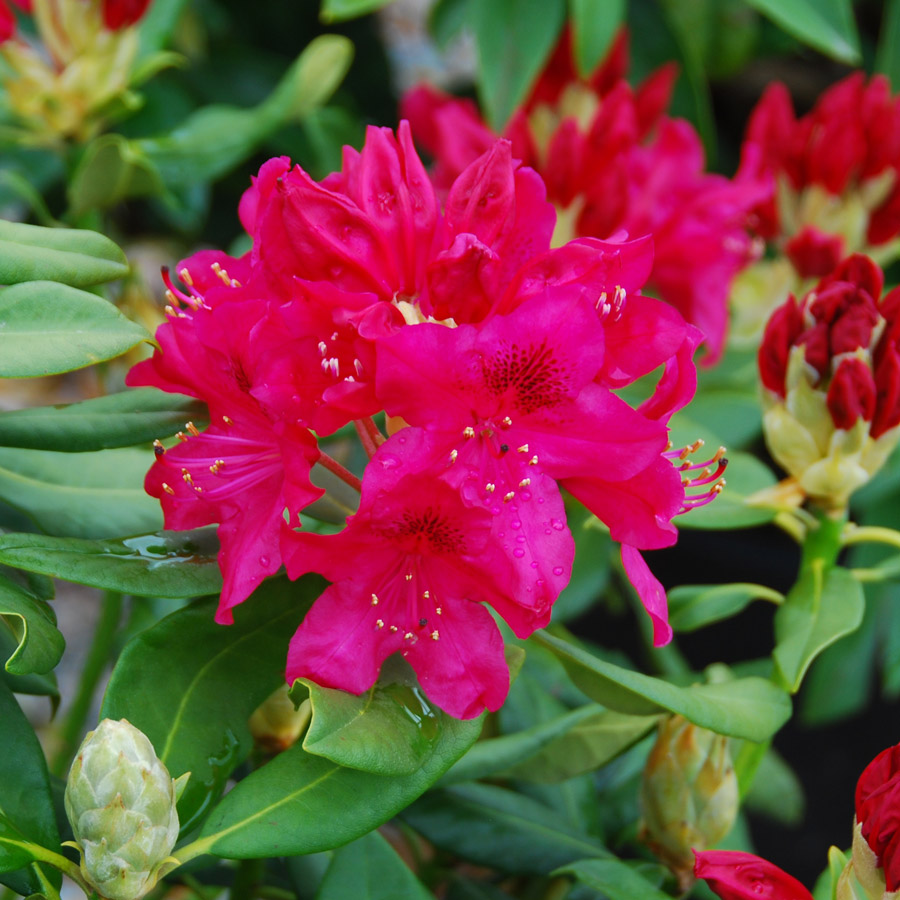 Rhododendron 'Nova Zembla'