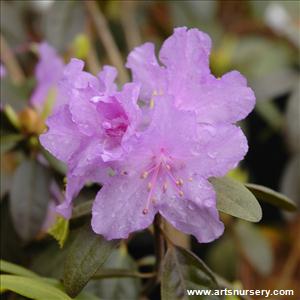 Rhododendron 'PJM Compacta'