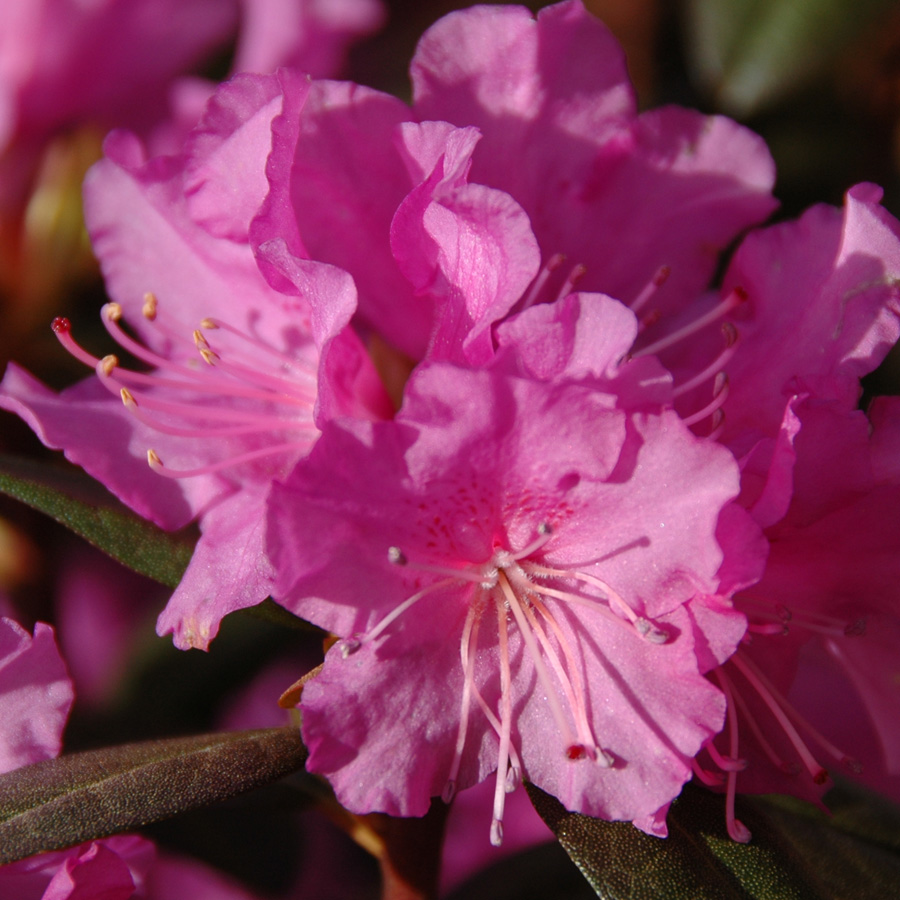 Rhododendron 'PJM Elite Star'