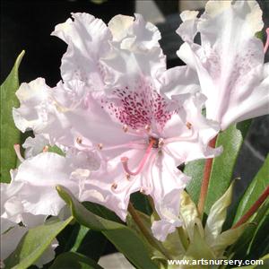 Rhododendron 'Pohjola's Daughter'