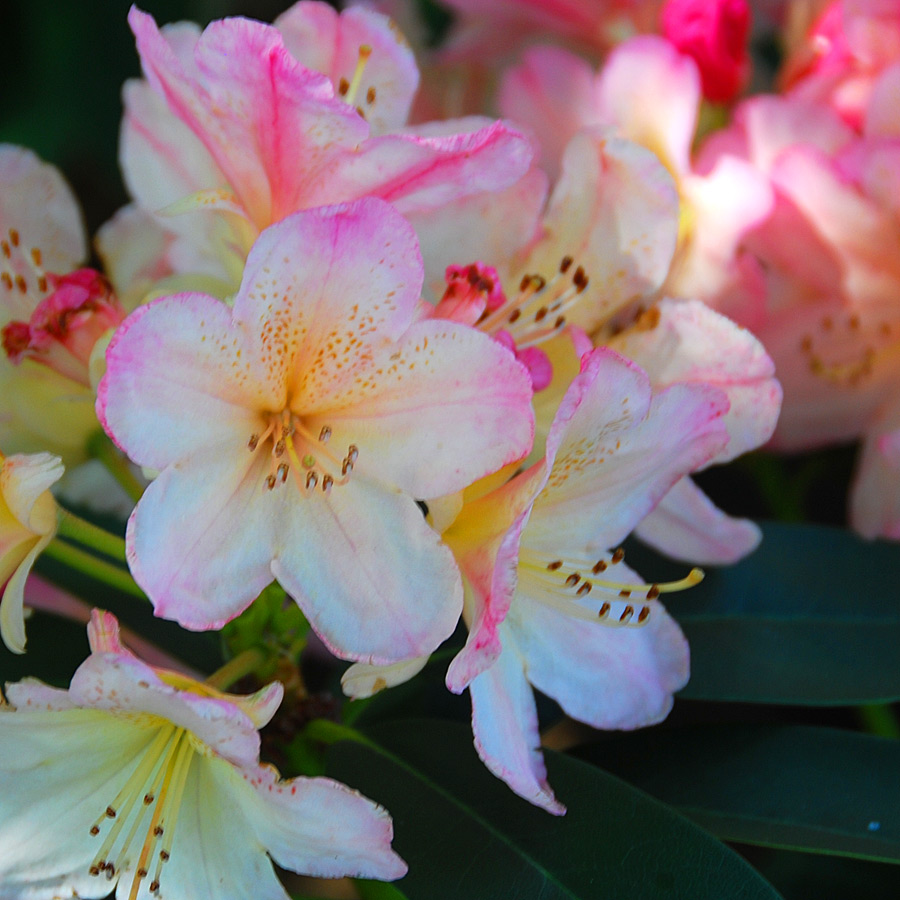 Rhododendron 'Percy Wiseman' 