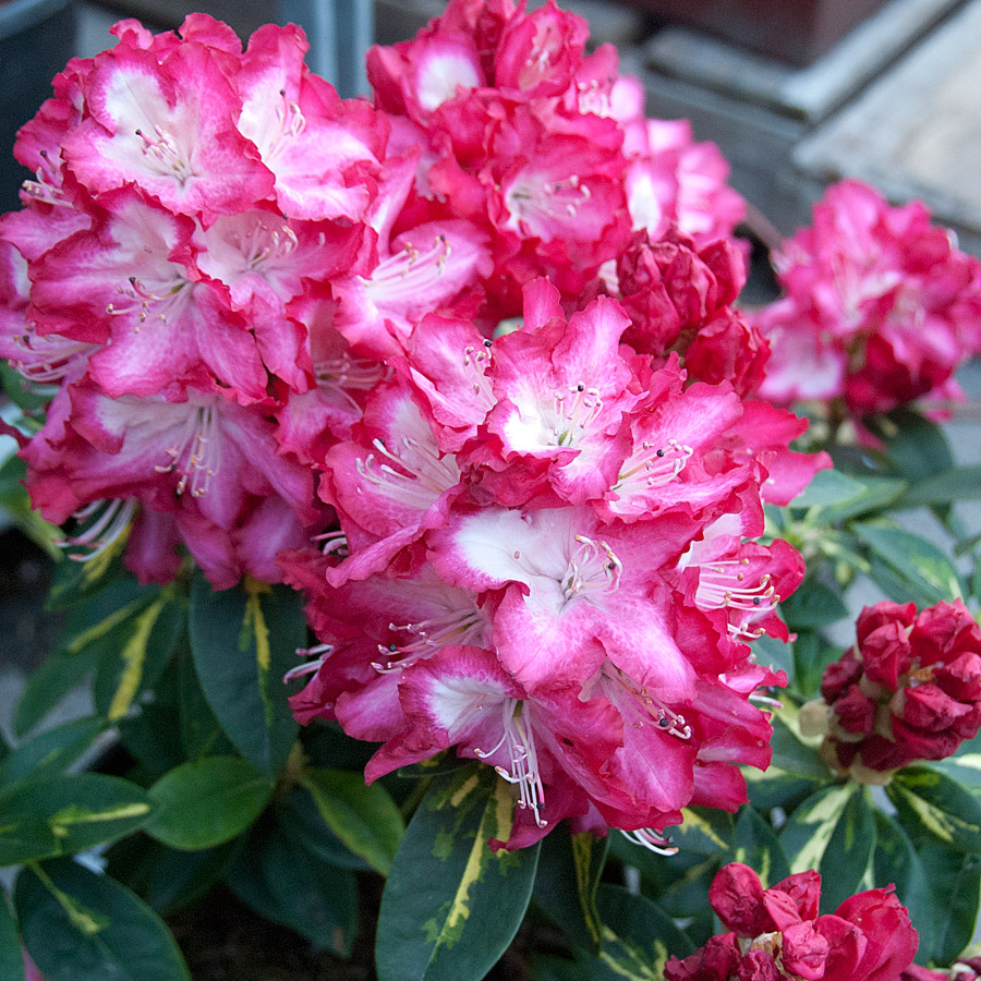 Rhododendron 'President Lincoln' B&B