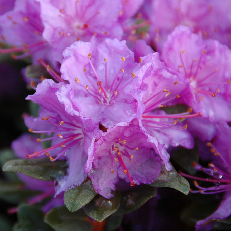 Rhododendron 'Purple Gem'