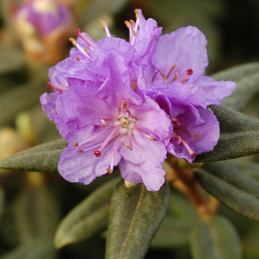 Rhododendron 'Ramapo'