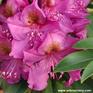 Rhododendron 'Red Eye'