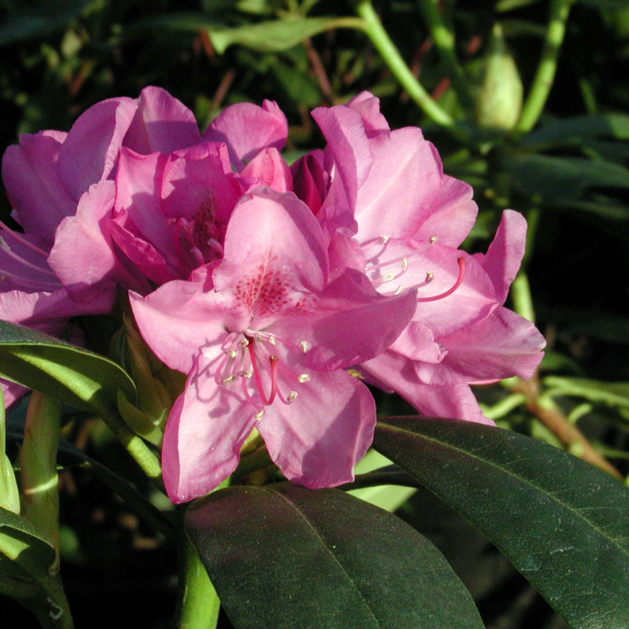 Rhododendron 'Roseum Pink'