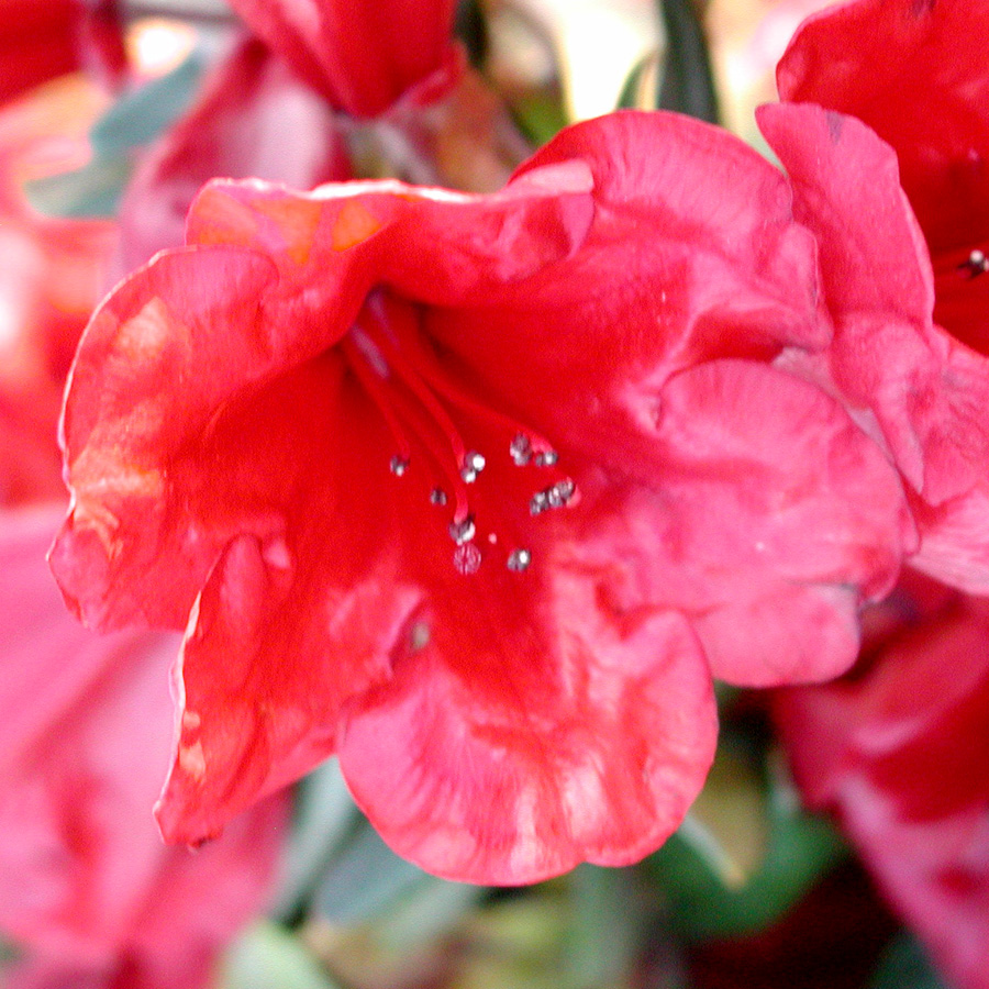 Rhododendron Ruby Hart