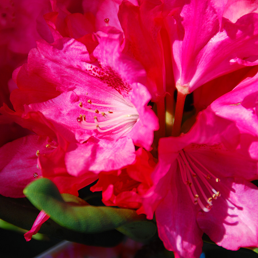 Rhododendron 'Sneezy' 