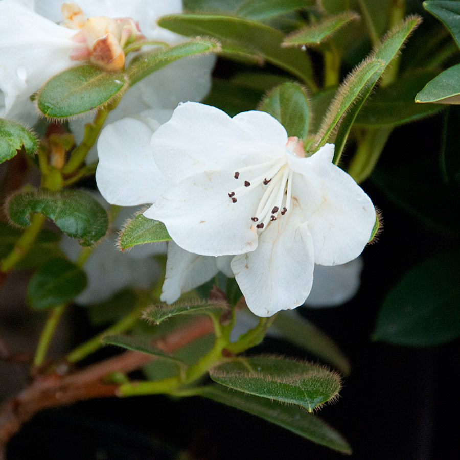 Rhododendron 'Snow Lady'