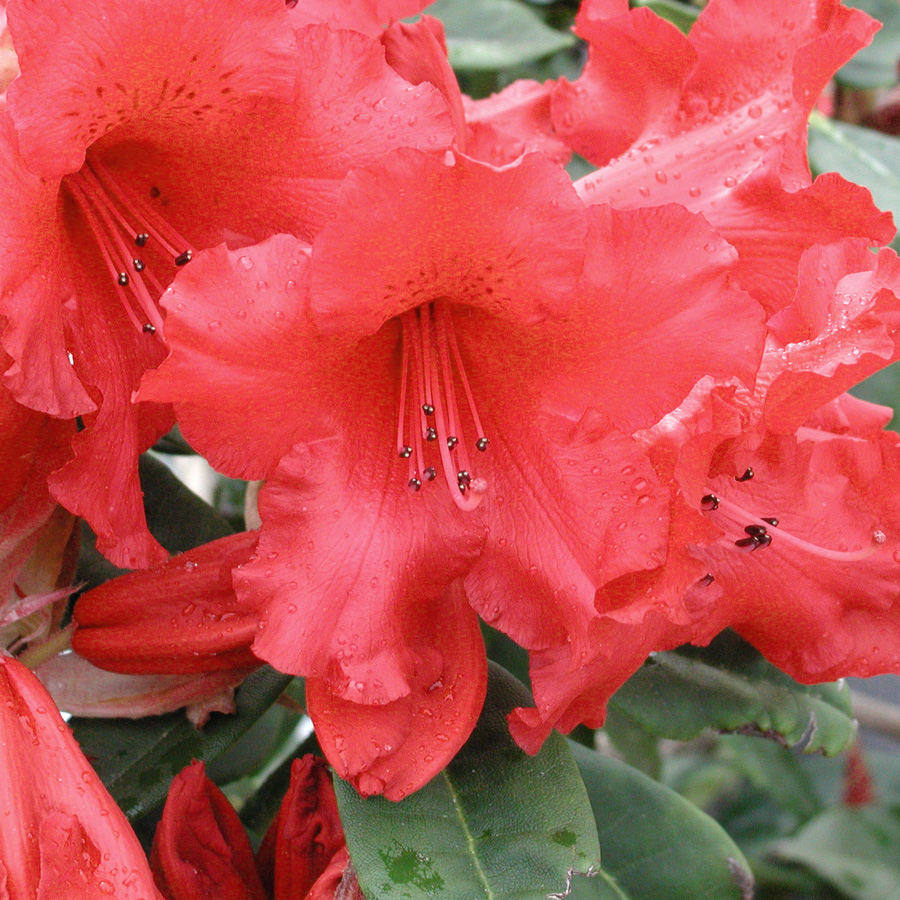 Rhododendron 'Taurus'