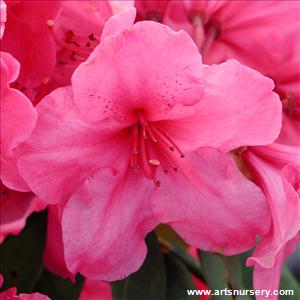 Rhododendron 'Tortoise Shell'