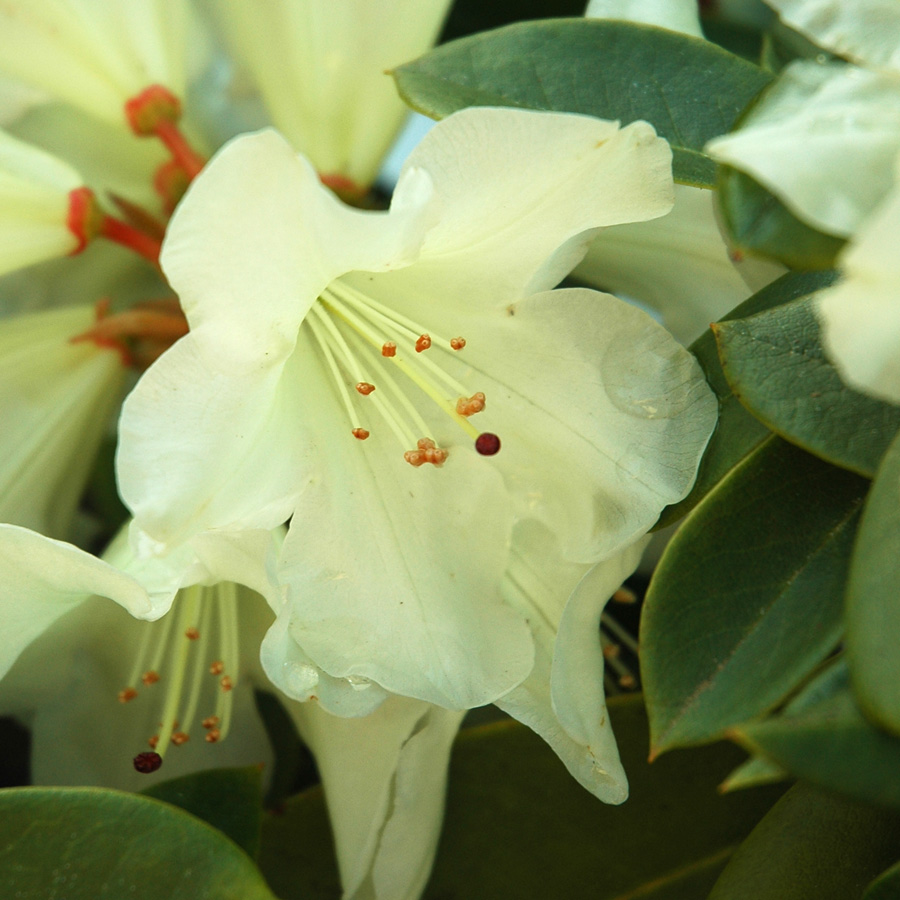 Rhododendron 'Unique'