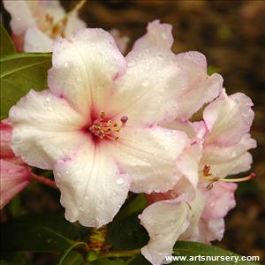 Rhododendron 'Virginia Richards'