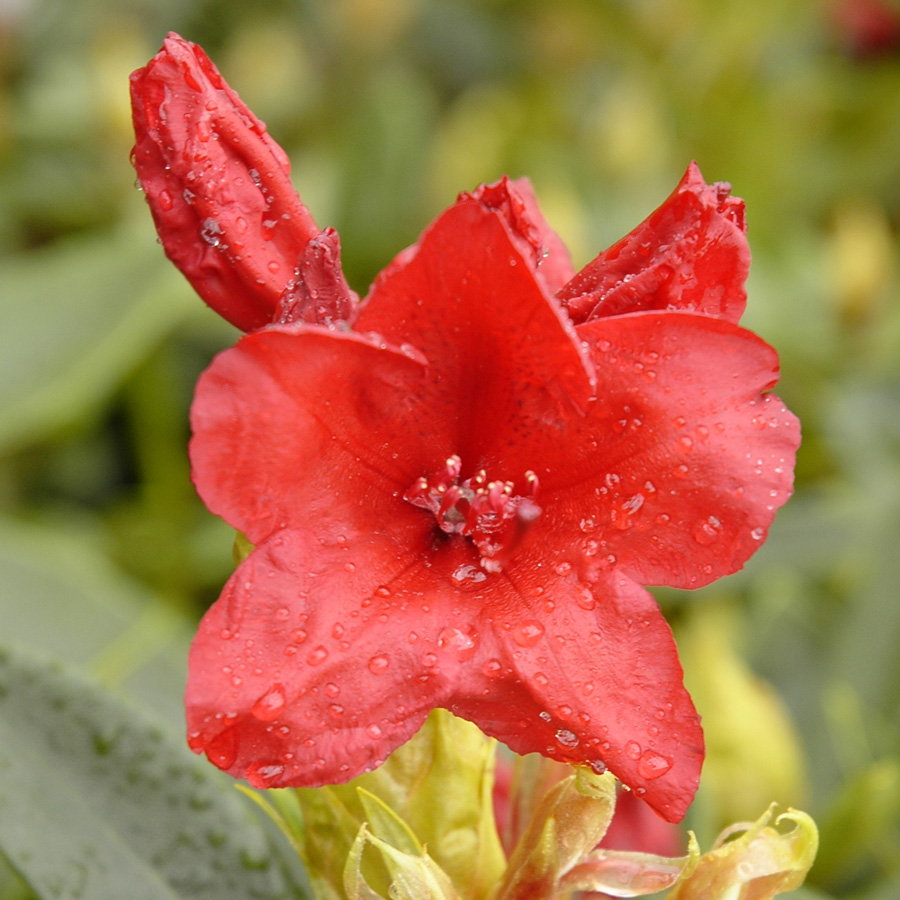 Rhododendron 'Vulcan's Flame'