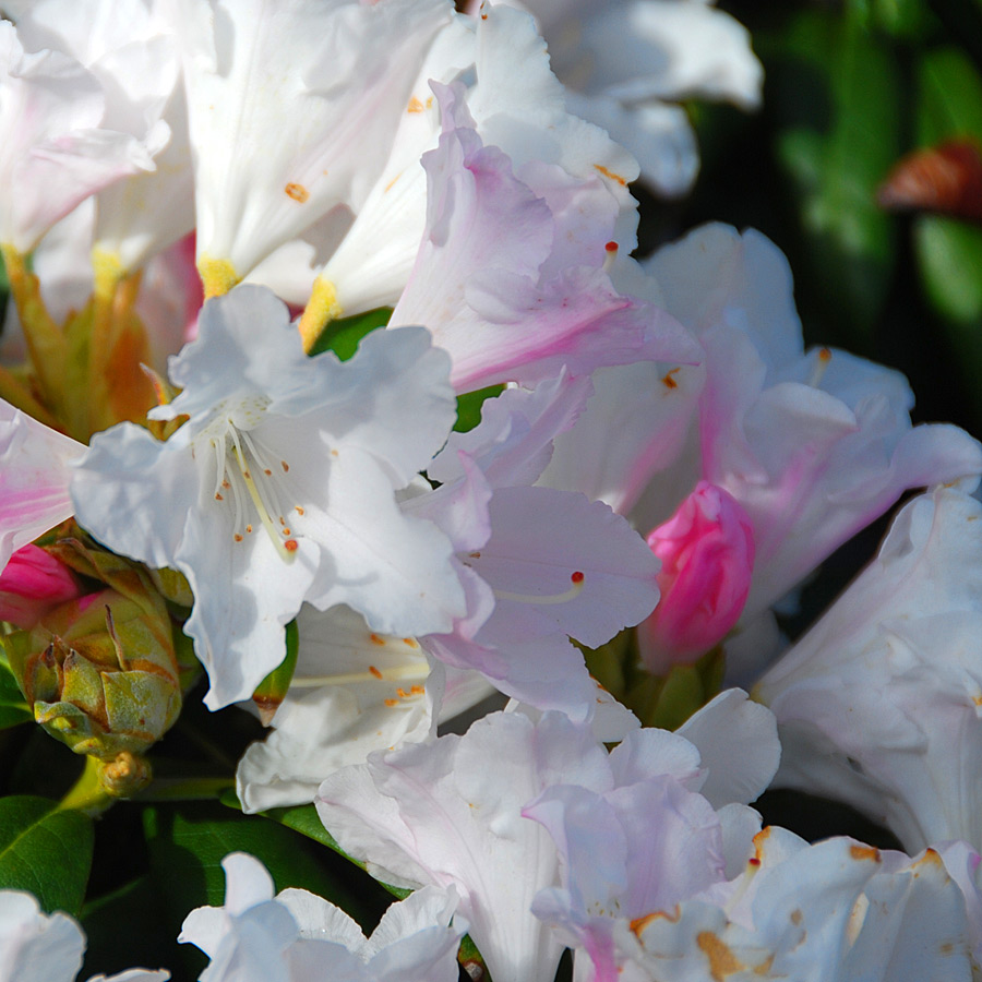 Rhododendron 'Yaku Princess' 