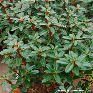 Rhododendron campylogynum