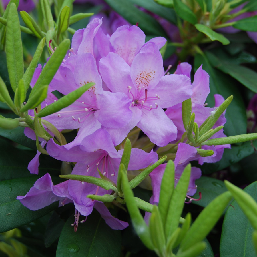 Rhododendron 'Catawbiense Boursault'