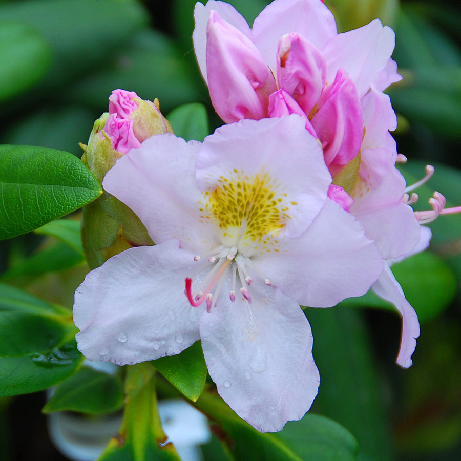 Rhododendron catawbiense 'Album' 