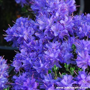 Rhododendron Impeditum