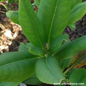 Rhododendron macrophyllum