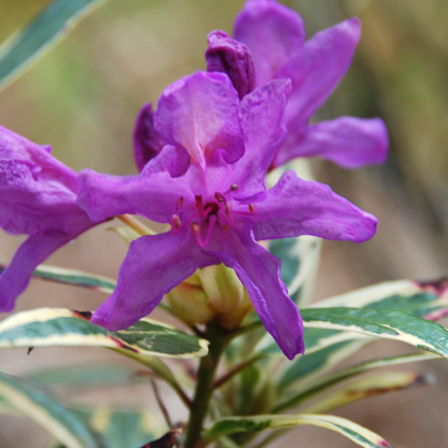 Rhododendron ponticum 'Variegatum'