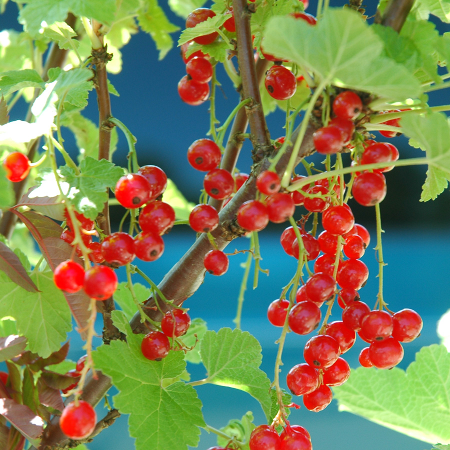 Ribes rubrum 'Honeywood'  