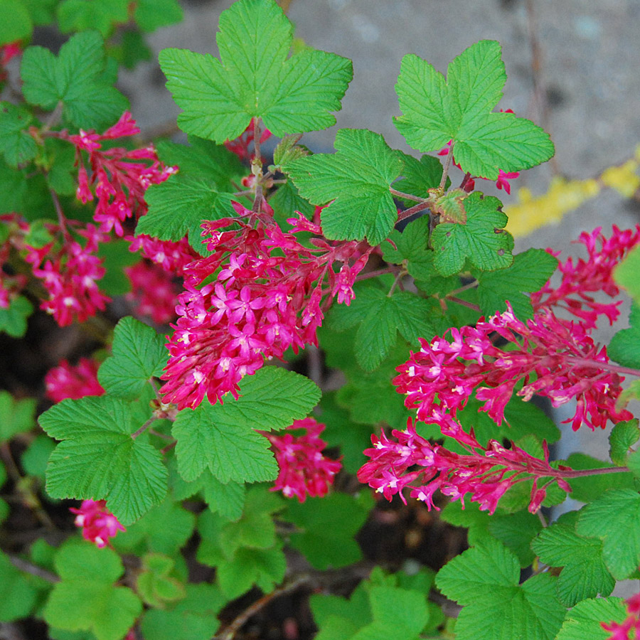 Ribes sanguineum 'King Edward VII' STD