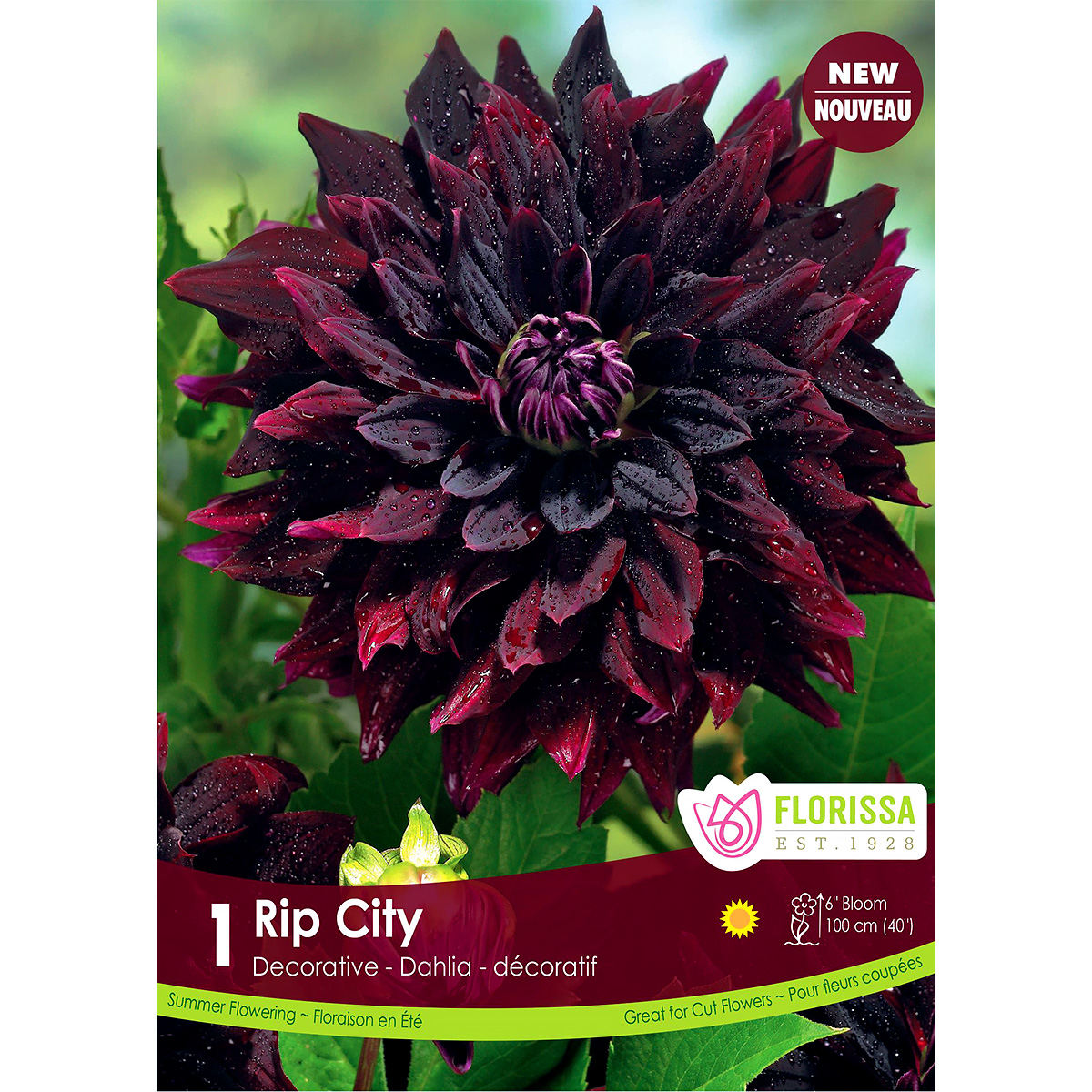 Dahlia 'Rip City' Tuber