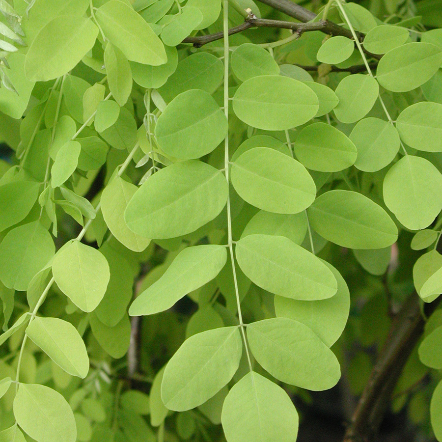 Robinia pseudoacacia 'Frisia'