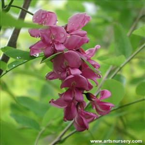 Robinia pseudoacacia 'Purple Robe'