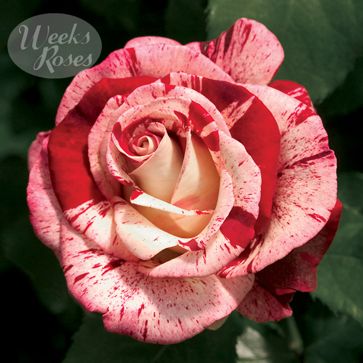 Rosa 'Rock & Roll'