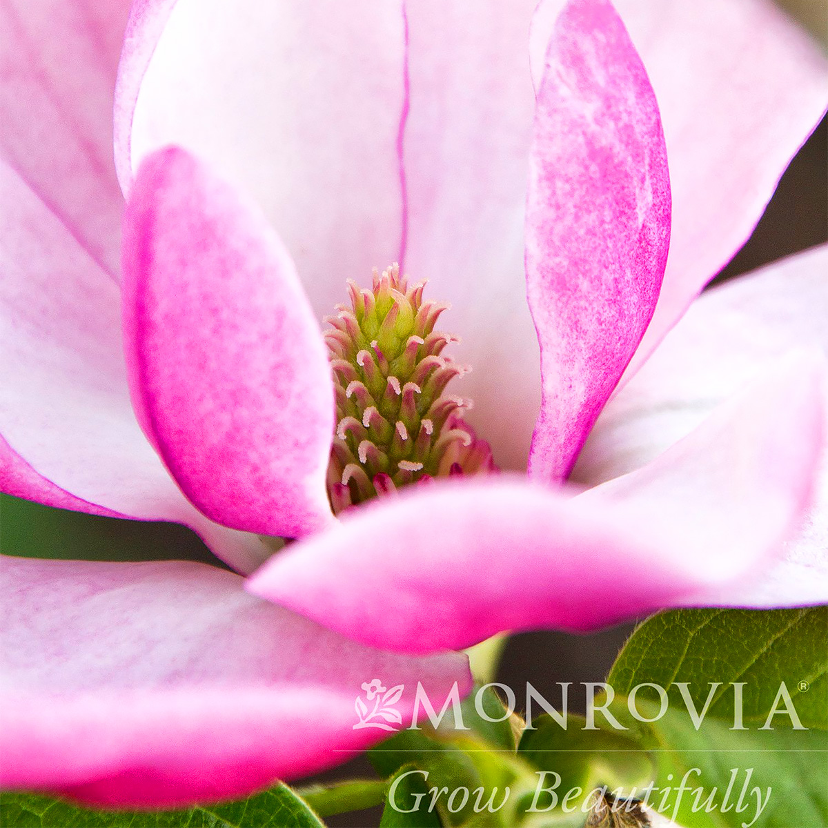 Magnolia 'Rose Marie'