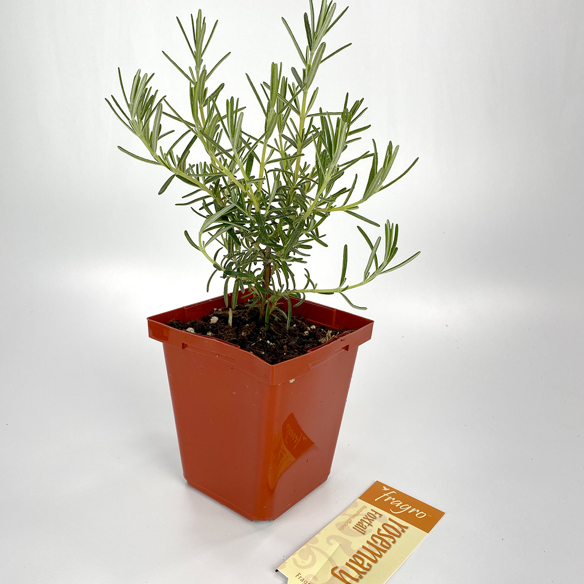 Rosemary_Foxtail_4in.jpg