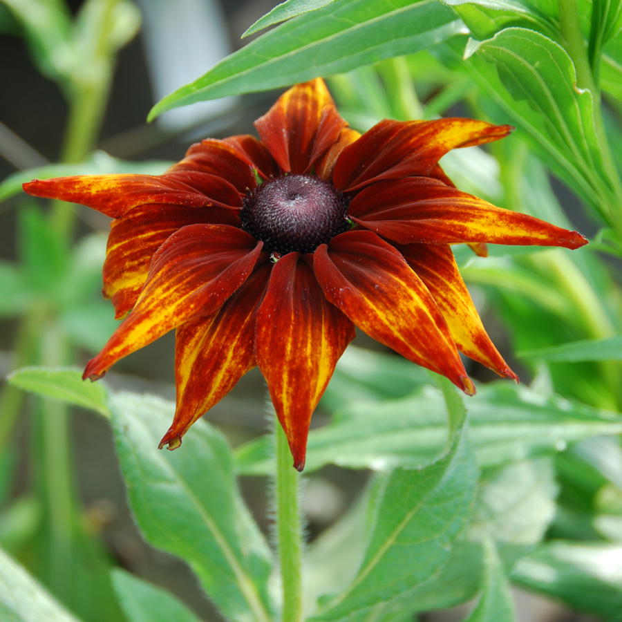 Rudbeckia hirta 'Autumn Colors'