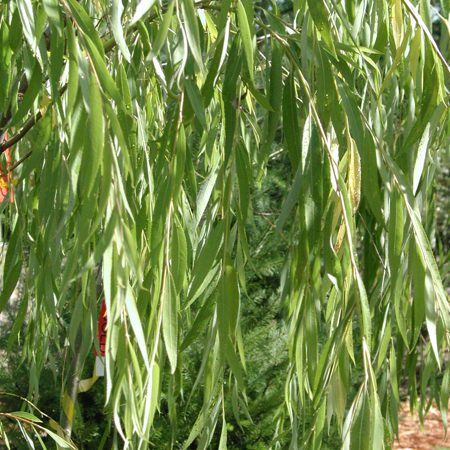 Salix_babylonica_Beijing.jpg