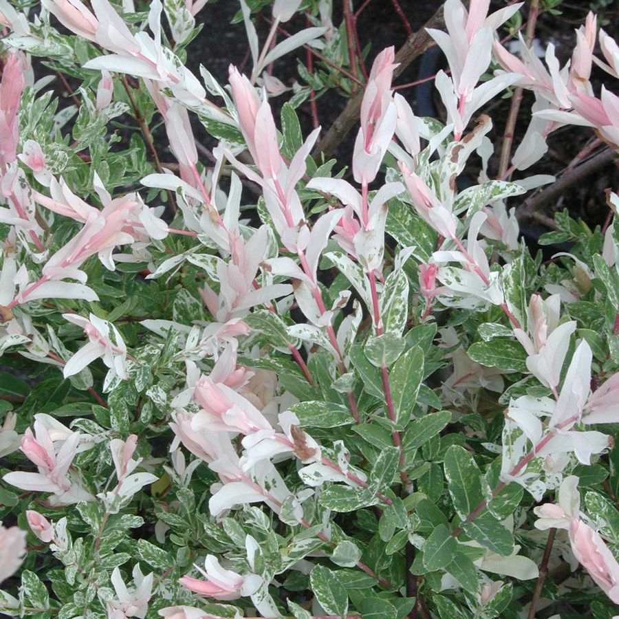 Salix integra 'Hakura Nishiki' TREE