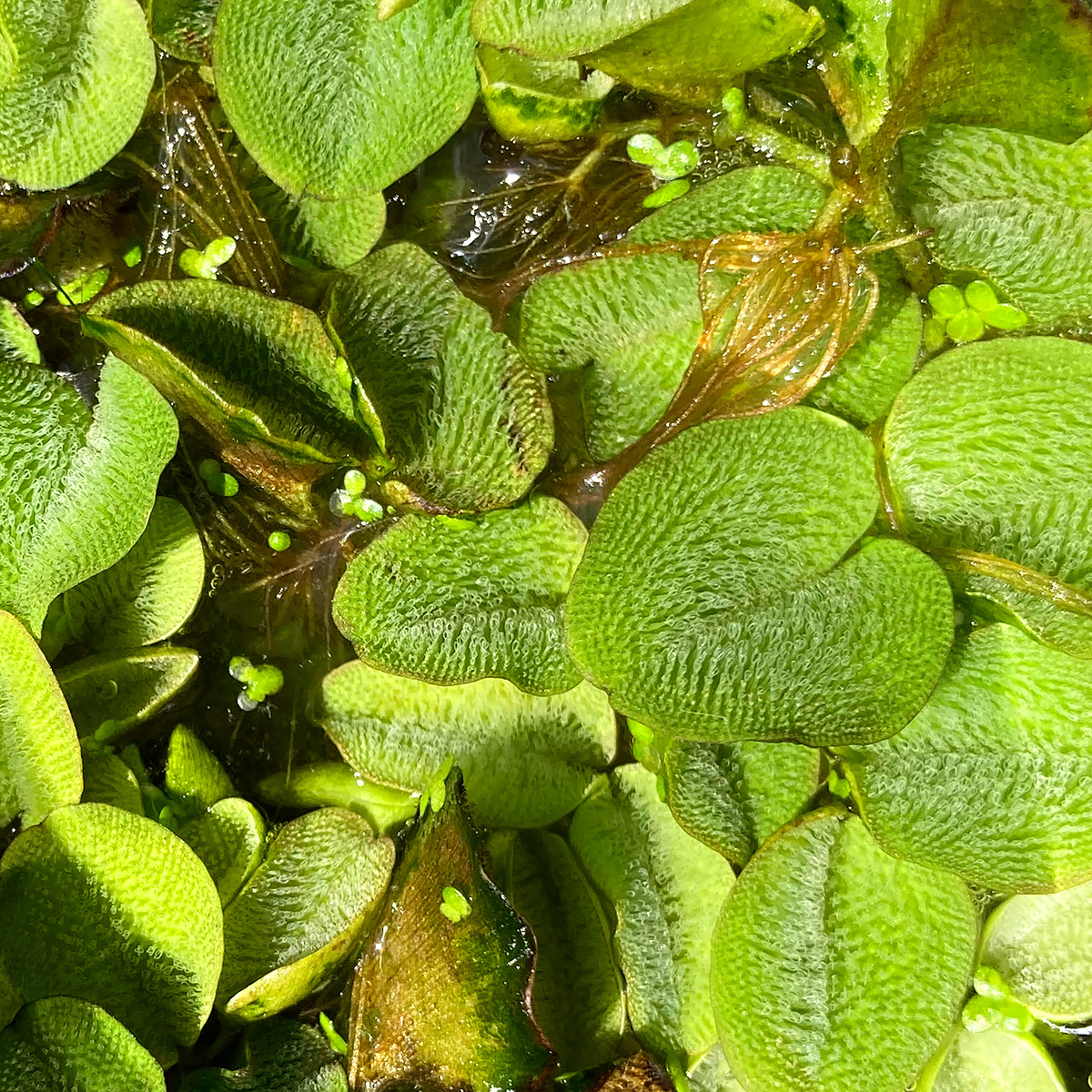 Salvinia_Natans.jpg