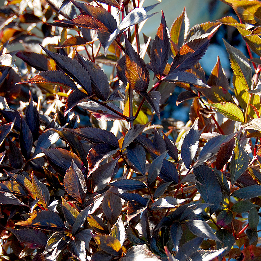 Sambucus nigra 'Black Beauty'