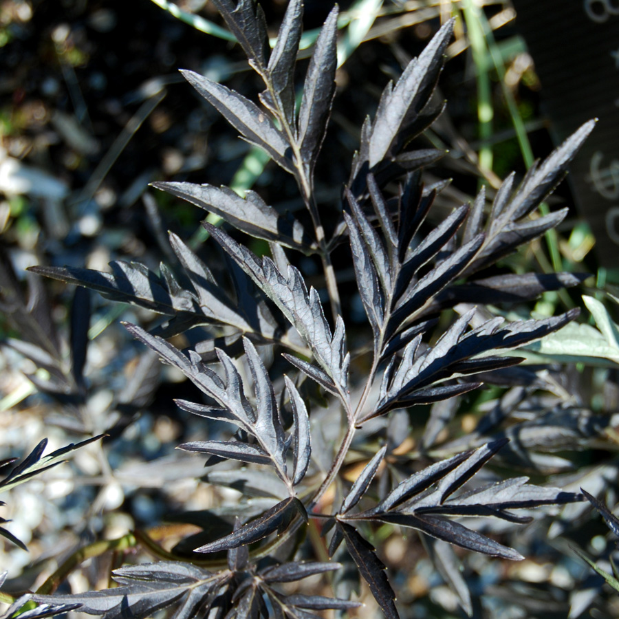 Sambucus nigra 'Black Lace'