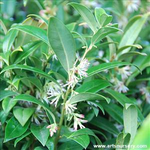 Sarcococca hookeriana var. humilis