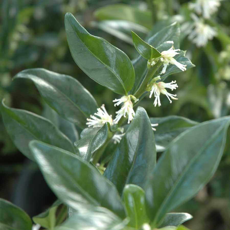 Sarcococca ruscifolia