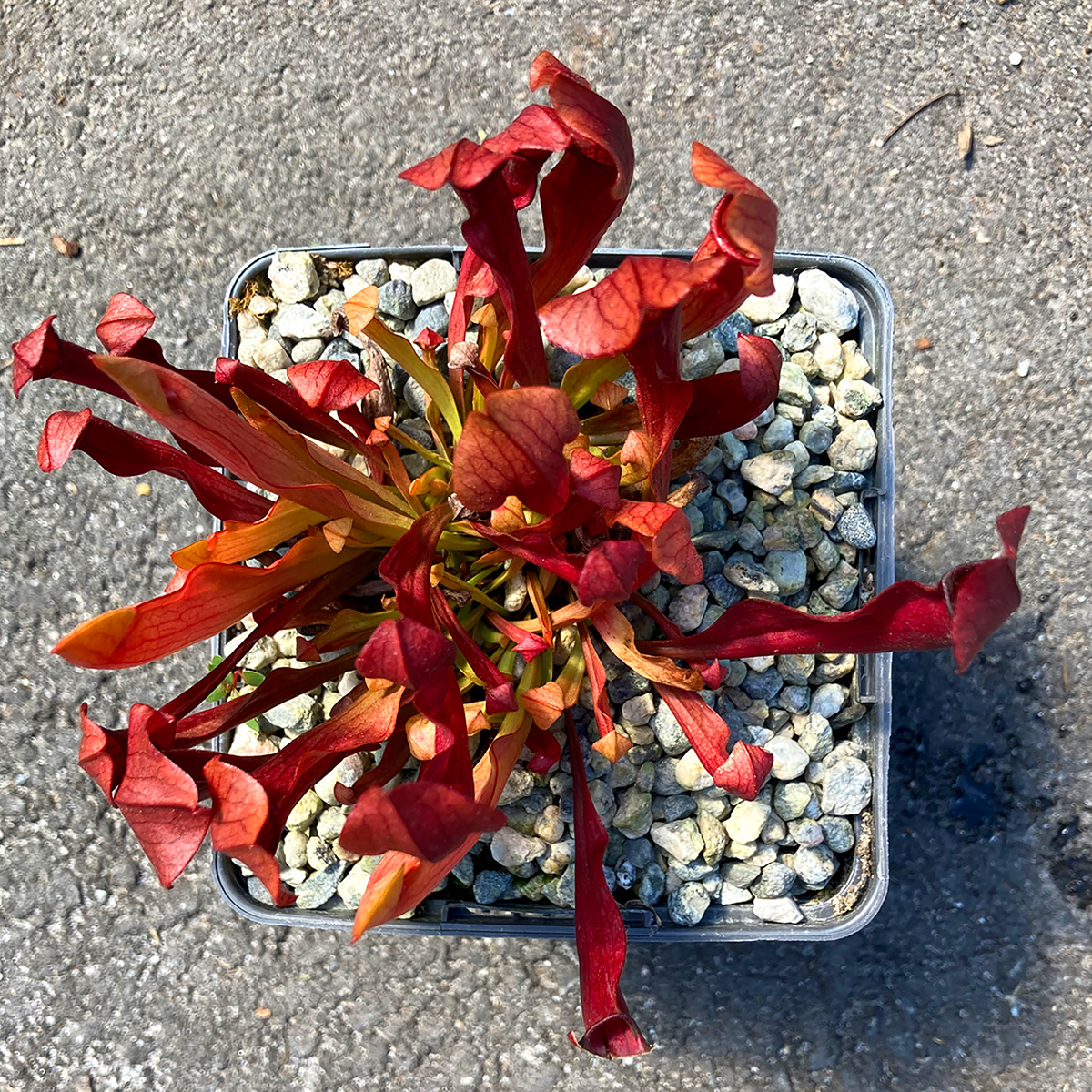 Sarracenia 'Maroon' 