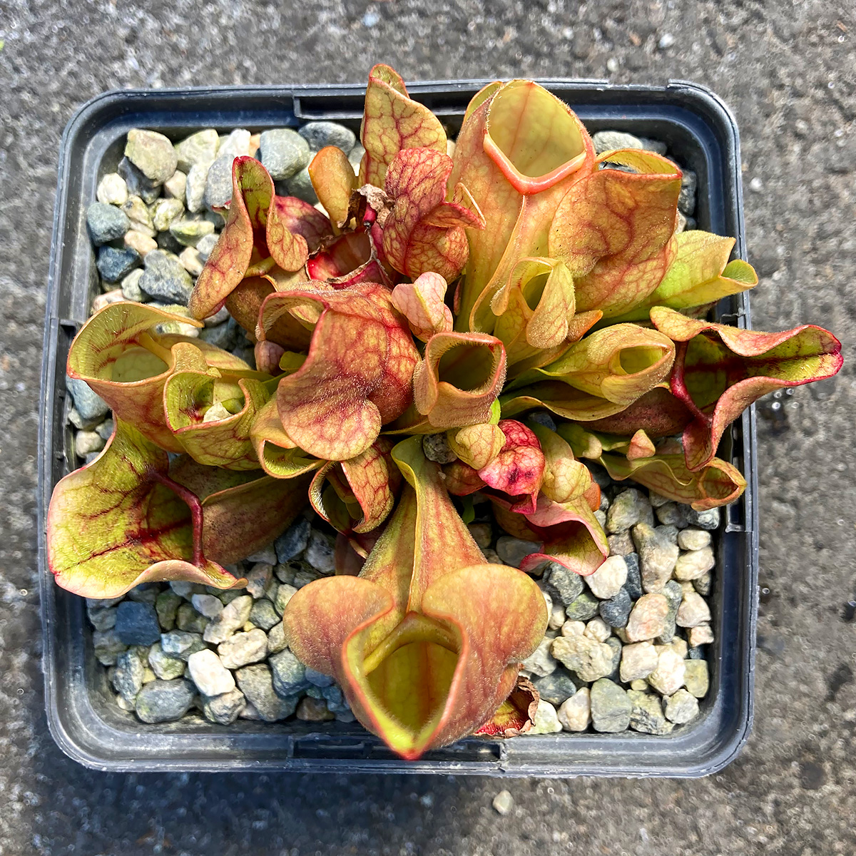 Sarracenia purpurea 'Venosa' 