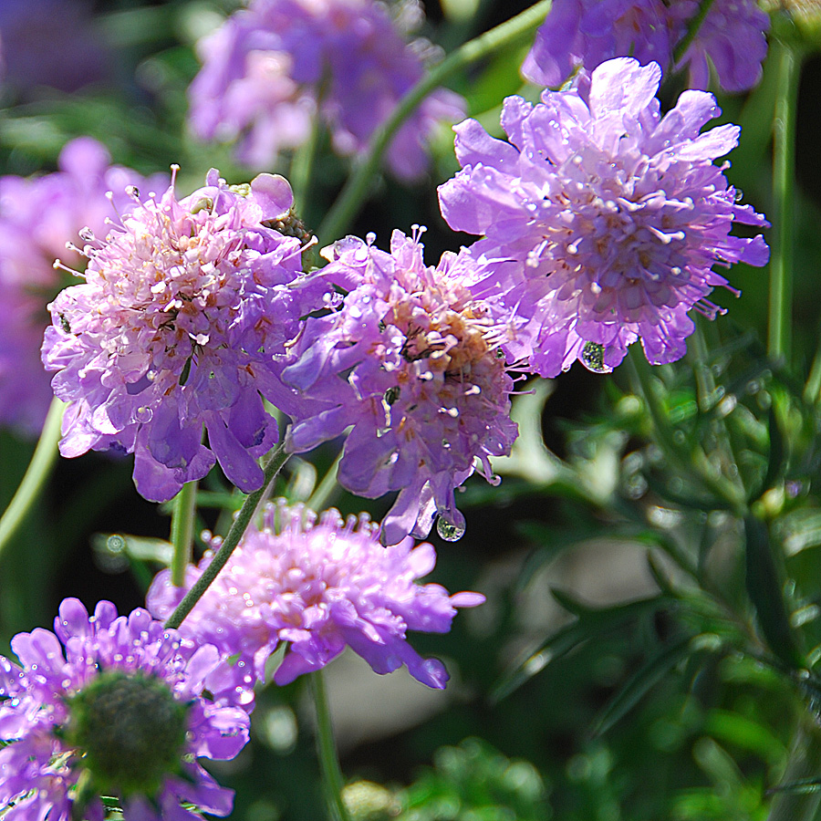 Scabiosa columbaria 'Butterfly Blue'