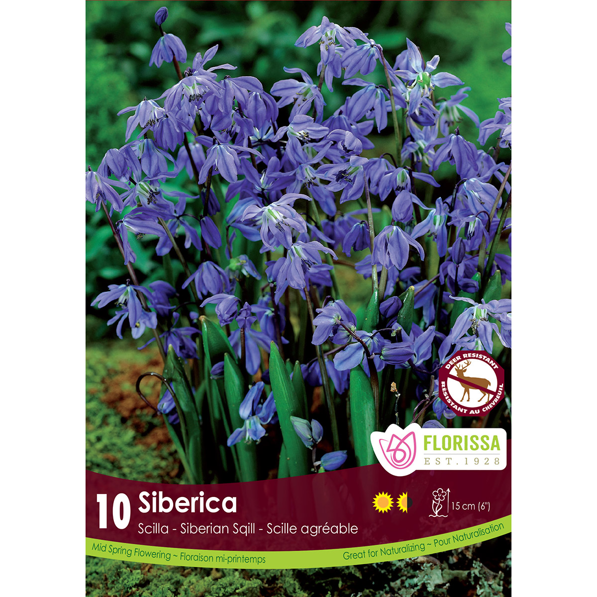 Scilla 'Siberica' Bulbs 10PK