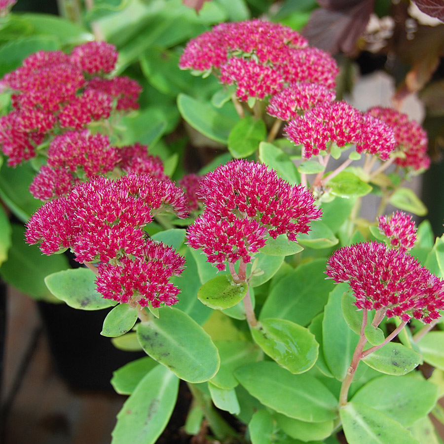 Sedum 'Autumn Joy'