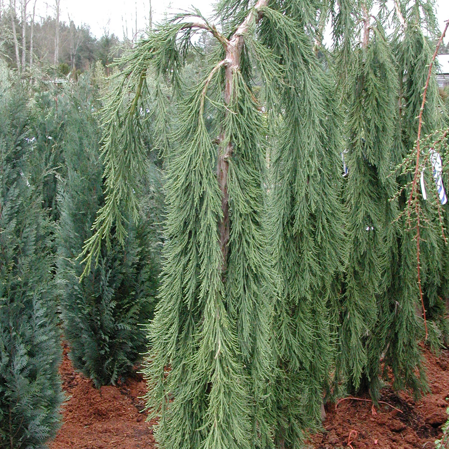 Sequoiadendron giganteum pendula