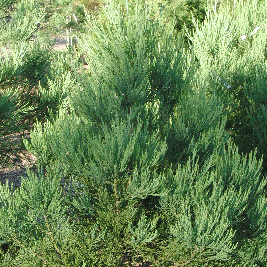 Sequoiadendron giganteum  B&B 6-7'